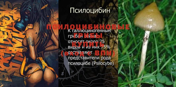 прущие грибы Аркадак